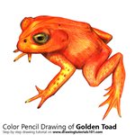 How to Draw a Golden Toad