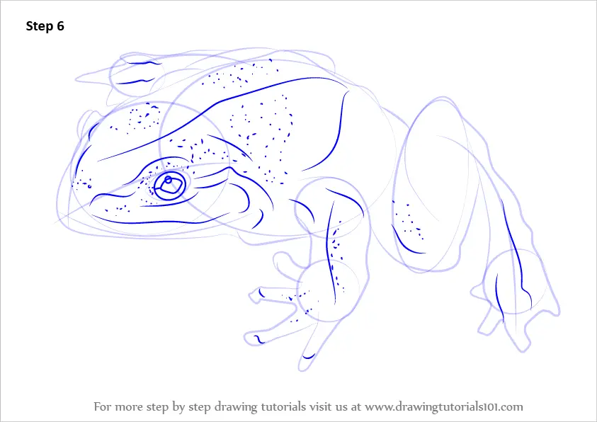 How to Draw a Goliath Frog (Amphibians) Step by Step ...