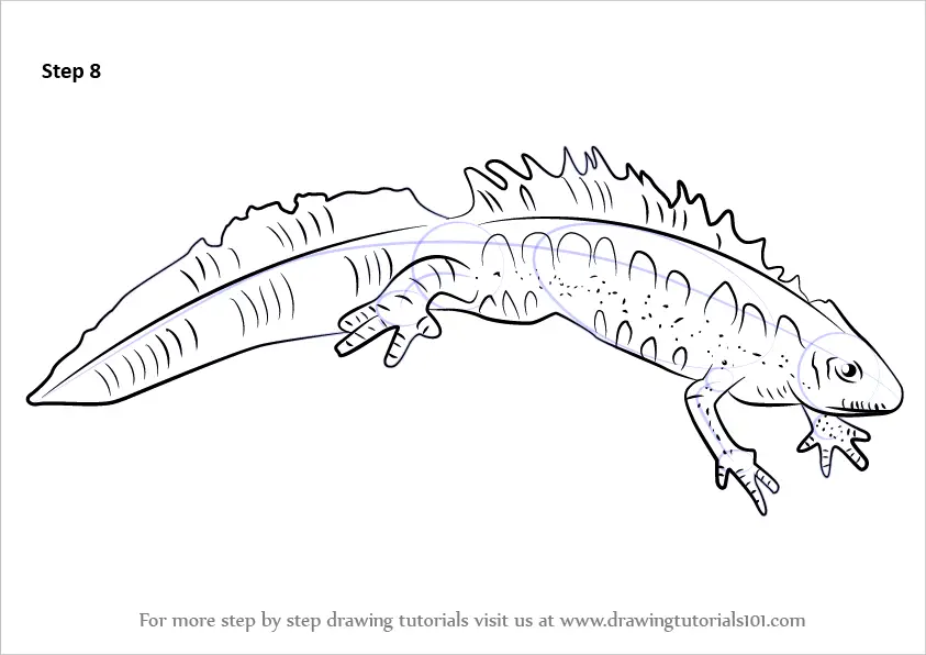 How to Draw a Great Crested Newt (Amphibians) Step by Step