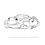 How to Draw a Green Frog Sitting