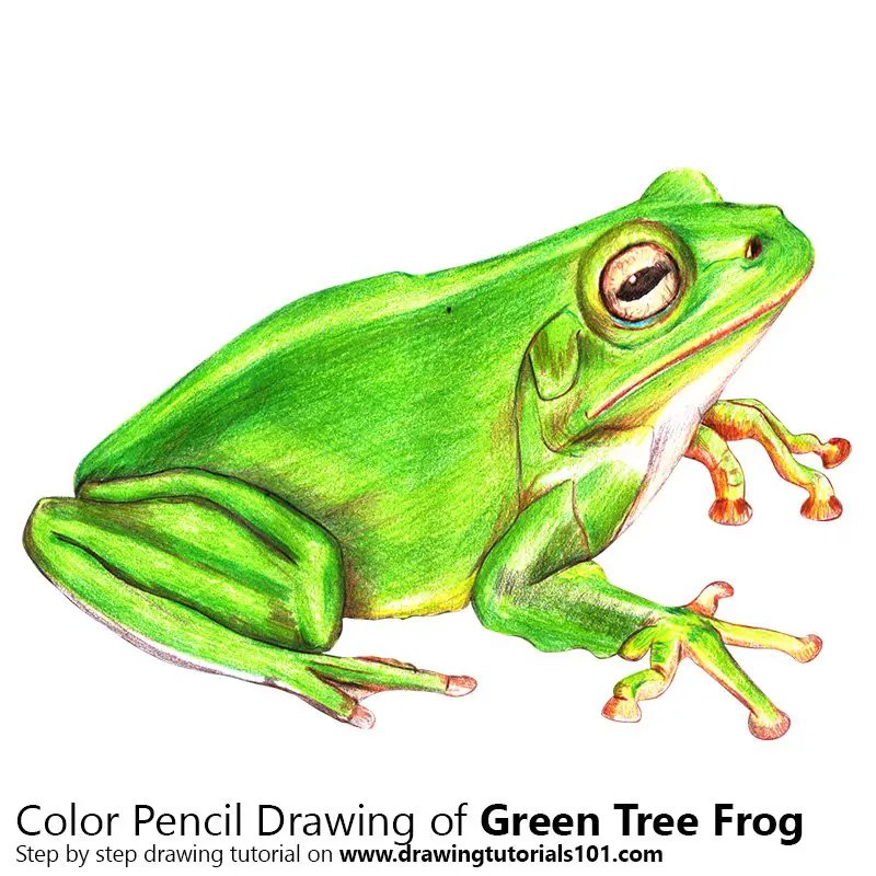 How To Draw a FROG using COLORED PENCIL - YouTube