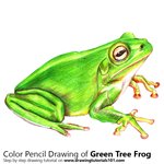 How to Draw a Green Tree Frog