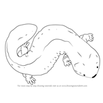 How to Draw Japanese Giant Salamander