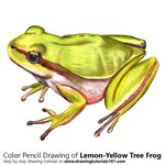 How to Draw a Lemon-Yellow Tree Frog