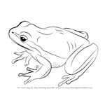 How to Draw a Lemon-Yellow Tree Frog