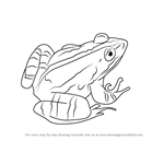 How to Draw a Marsh frog