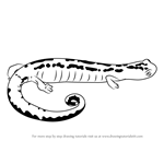 How to Draw a Mexican Climbing Salamander