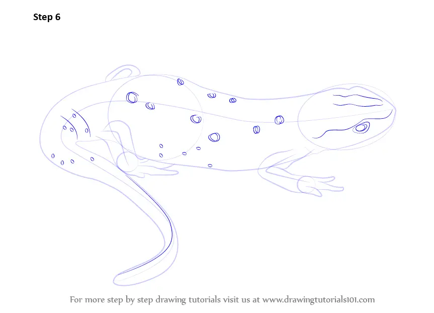 How to Draw a Newt (Amphibians) Step by Step