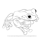 How to Draw a Rabb's Fringe-Limbed Treefrog
