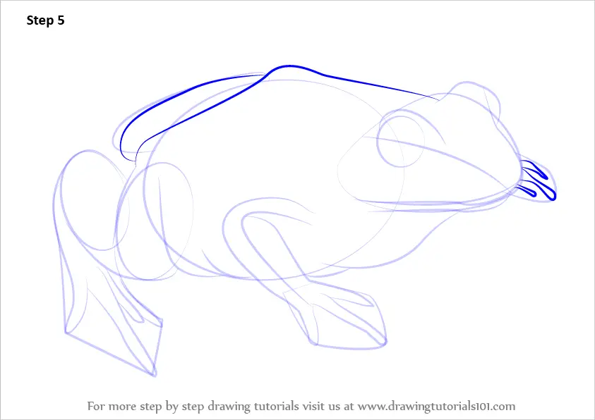 How to Draw a Spotted Marsh frog (Amphibians) Step by Step ...