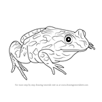 How to Draw a Spotted Marsh frog
