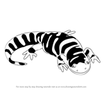 How to Draw a Tiger Salamander