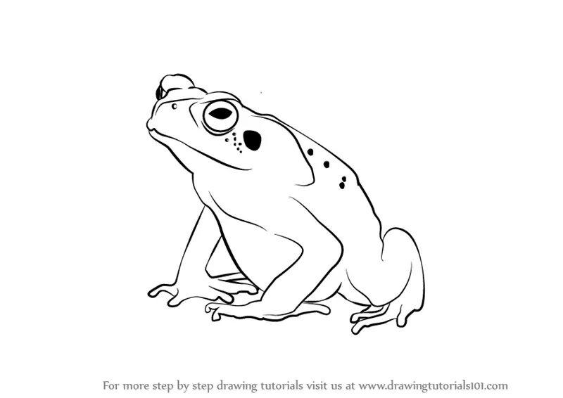 How to Draw Frogs and Toads  John Muir Laws