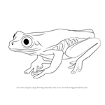 How to Draw a Tree Frog