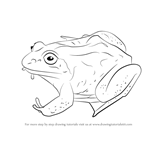 How to Draw a Wood Frog