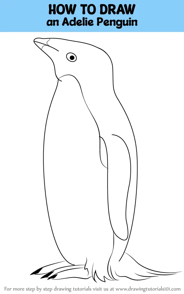 How to Draw an Adelie Penguin (Antarctic Animals) Step by Step ...