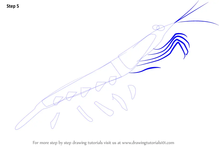 How to Draw a Antarctic Krill (Antarctic Animals) Step by Step