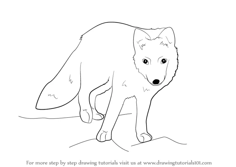 Learn How to Draw a Arctic Fox (Antarctic Animals) Step by Step