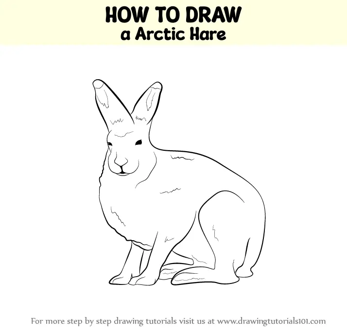 How to Draw a Arctic Hare (Antarctic Animals) Step by Step