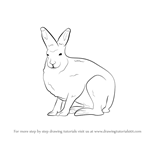How to Draw a Arctic Hare