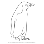 How to Draw a Chinstrap Penguin
