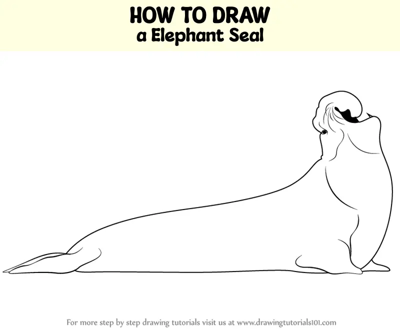 How to Draw a Elephant Seal (Antarctic Animals) Step by Step