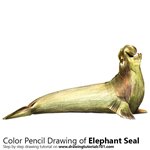 How to Draw a Elephant Seal