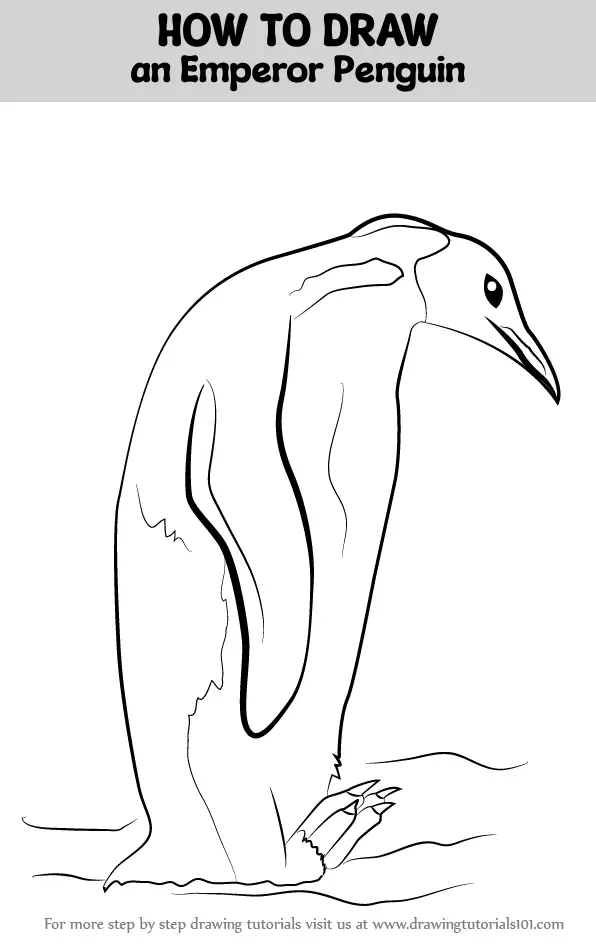 How to Draw an Emperor Penguin (Antarctic Animals) Step by Step ...