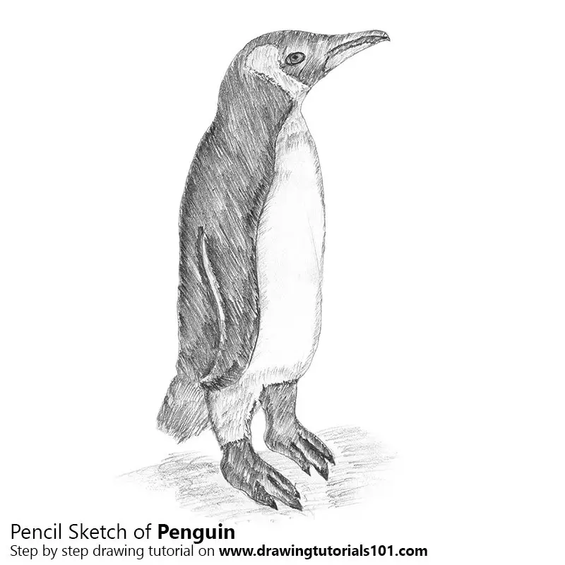 Penguin Pencil Sketch