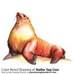 How to Draw a Steller Sea Lion