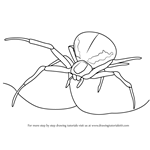 How to Draw a Crab Spider