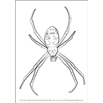 How to Draw a Garden Spider