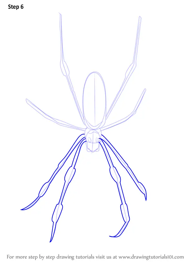 How to Draw a Golden Silk Orb-Weavers (Arachnids) Step by Step ...