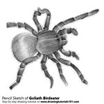 How to Draw a Goliath birdeater