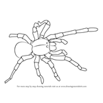 How to Draw a Goliath birdeater