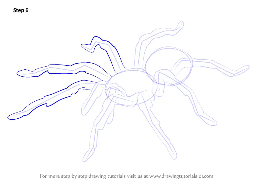 Learn How to Draw a Tarantula (Arachnids) Step by Step : Drawing Tutorials