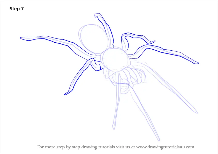 How to Draw a Woodlouse Spider (Arachnids) Step by Step ...