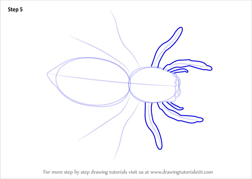 How to Draw a Zebra Spider (Arachnids) Step by Step ...