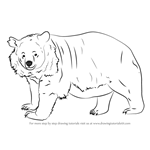 How to Draw an Asian black bear