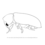 How to Draw a Death Watch Beetle