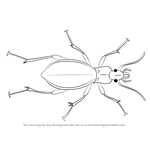 How to Draw a Ground Beetle