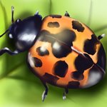 How to Draw a Harlequin Ladybird