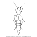 How to Draw a Rove Beetle