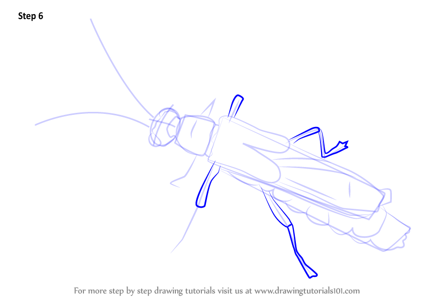 How to Draw a Soldier Beetle (Beetles) Step by Step ...