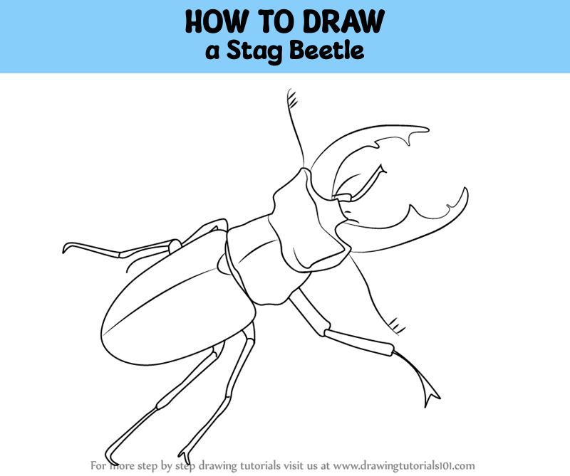 How To Draw A Stag Beetle (beetles) Step By Step 