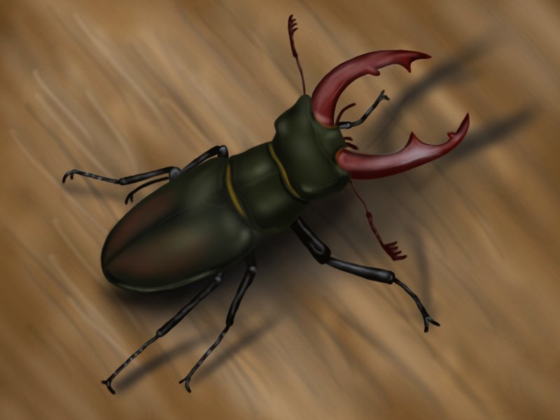 Learn How to Draw a Stag Beetle (Beetles) Step by Step Drawing Tutorials