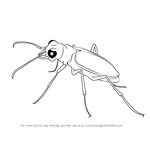 How to Draw a Tiger Beetle