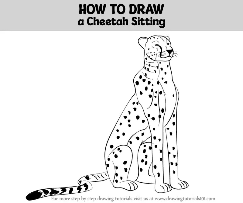 Cheetah Pencil Drawing, Original 5x5 Graphite Large Cat Art - Etsy