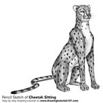 How to Draw a Cheetah Sitting