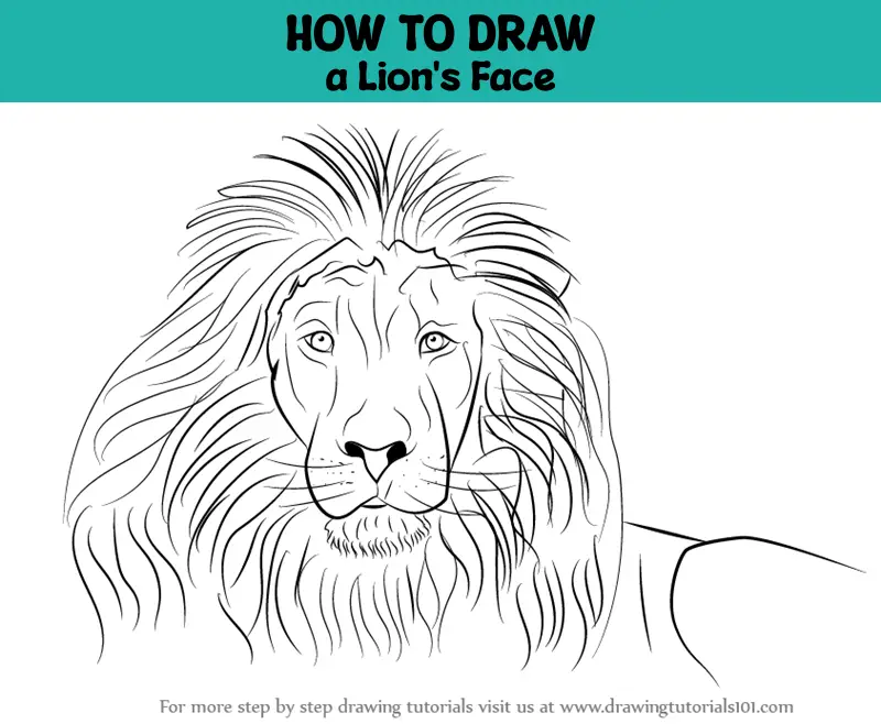 How to draw a lion | Step by step Drawing tutorials